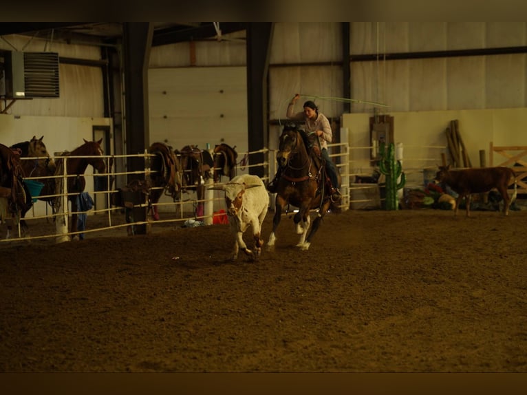 American Quarter Horse Castrone 14 Anni 160 cm Pelle di daino in Corsica, SD