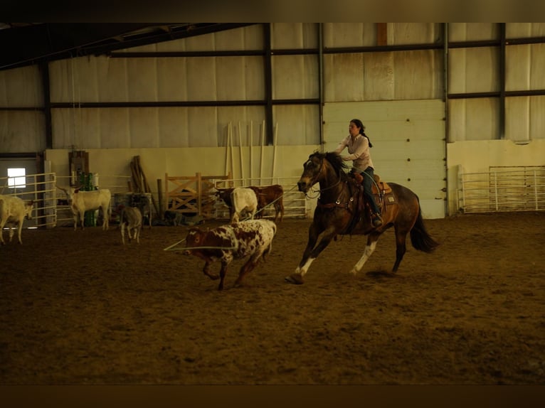 American Quarter Horse Castrone 14 Anni 160 cm Pelle di daino in Corsica, SD