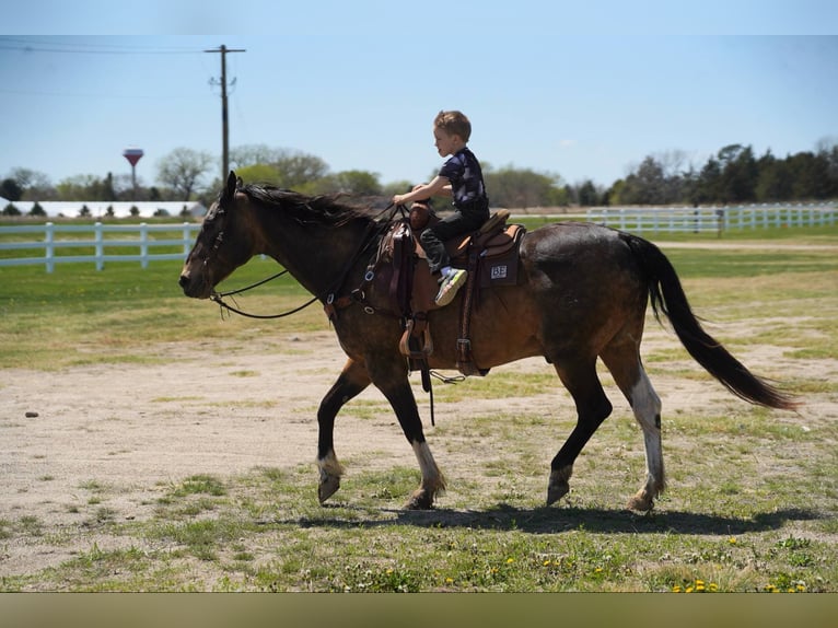 American Quarter Horse Castrone 14 Anni 160 cm Pelle di daino in Corsica, SD