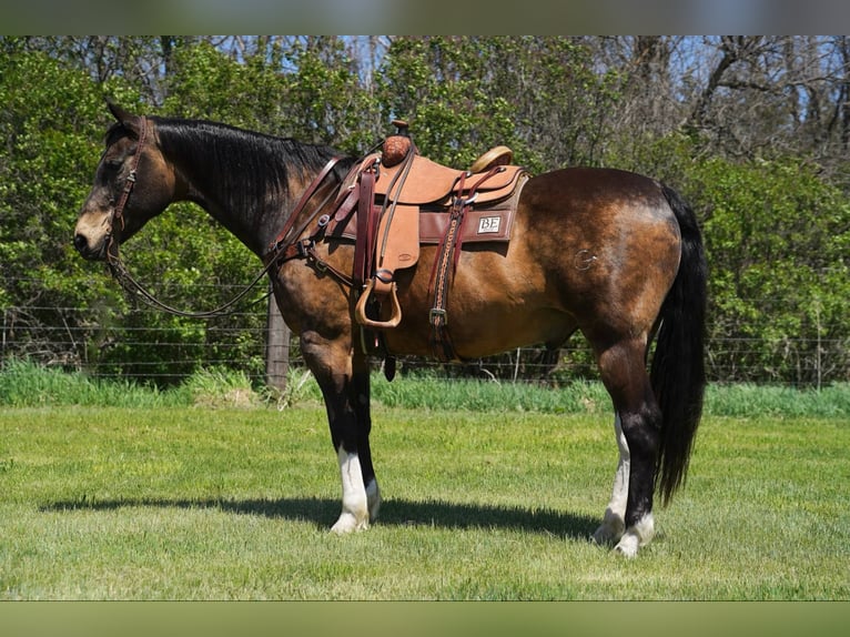 American Quarter Horse Castrone 14 Anni 160 cm Pelle di daino in Corsica, SD