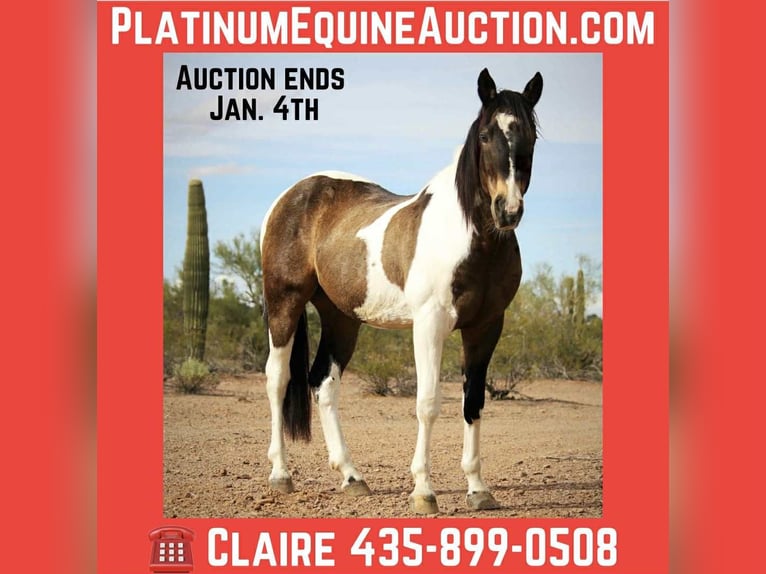 American Quarter Horse Castrone 14 Anni 160 cm Pelle di daino in Marana