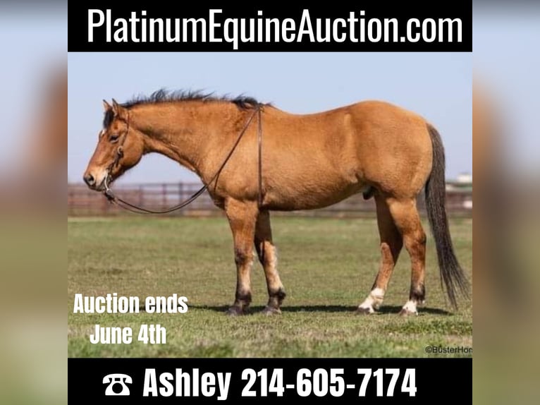 American Quarter Horse Castrone 14 Anni 160 cm Pelle di daino in Weatherford TX