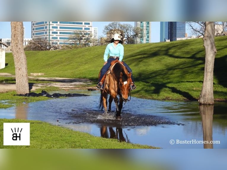 American Quarter Horse Castrone 14 Anni 160 cm Pelle di daino in Weatherford TX