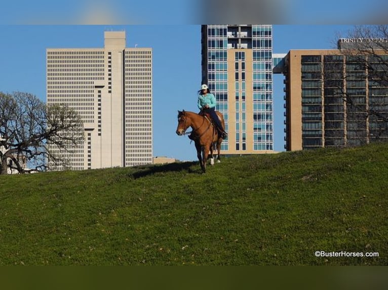 American Quarter Horse Castrone 14 Anni 160 cm Pelle di daino in Weatherford TX