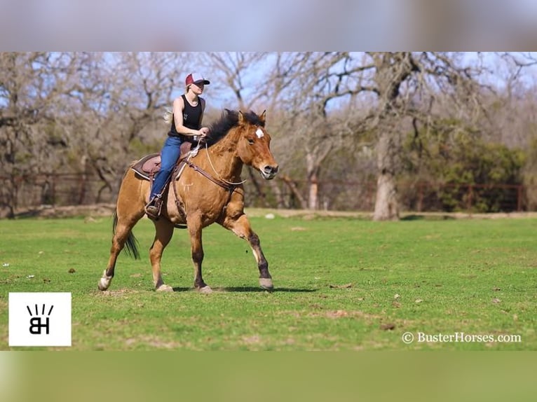 American Quarter Horse Castrone 14 Anni 160 cm Pelle di daino in Weatherford TX