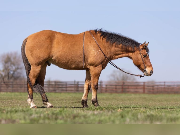 American Quarter Horse Castrone 14 Anni 160 cm Pelle di daino in Weatherford TX