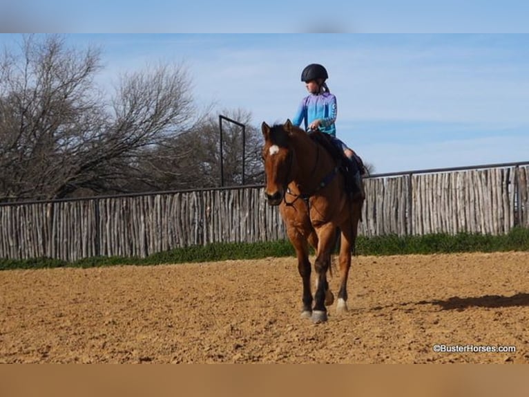 American Quarter Horse Castrone 14 Anni 160 cm Pelle di daino in Weatherford TX