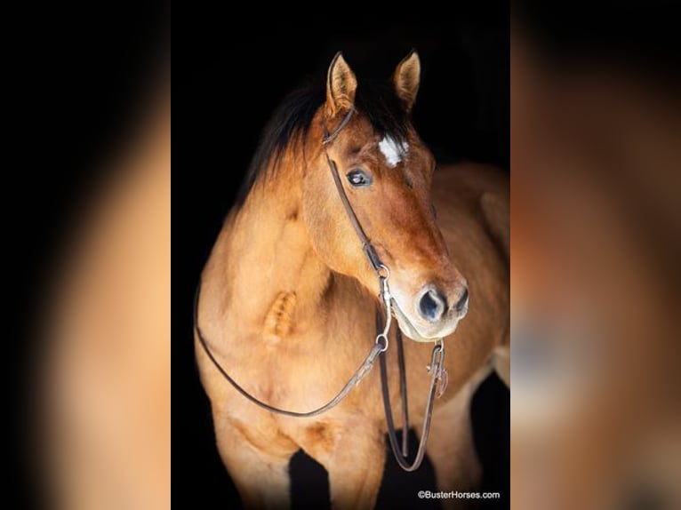 American Quarter Horse Castrone 14 Anni 160 cm Pelle di daino in Weatherford TX