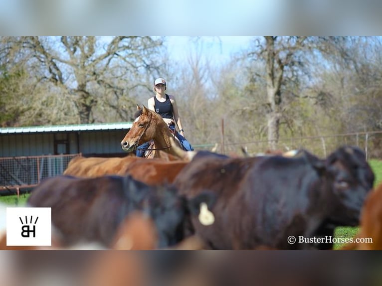 American Quarter Horse Castrone 14 Anni 160 cm Pelle di daino in Weatherford TX