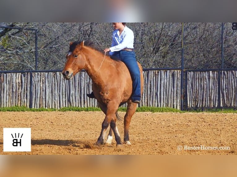 American Quarter Horse Castrone 14 Anni 160 cm Pelle di daino in Weatherford TX