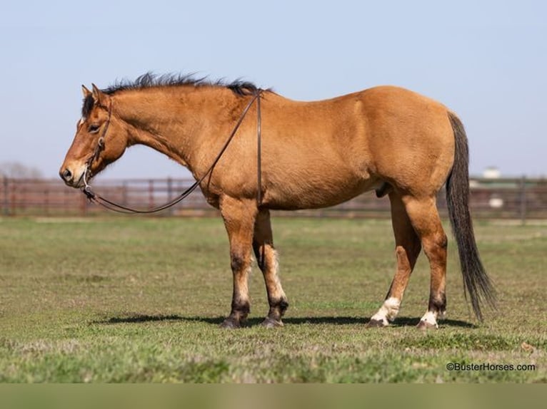 American Quarter Horse Castrone 14 Anni 160 cm Pelle di daino in Weatherford TX