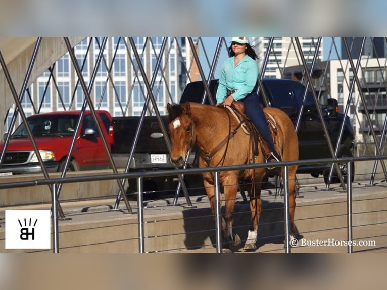 American Quarter Horse Castrone 14 Anni 160 cm Pelle di daino in Weatherford TX