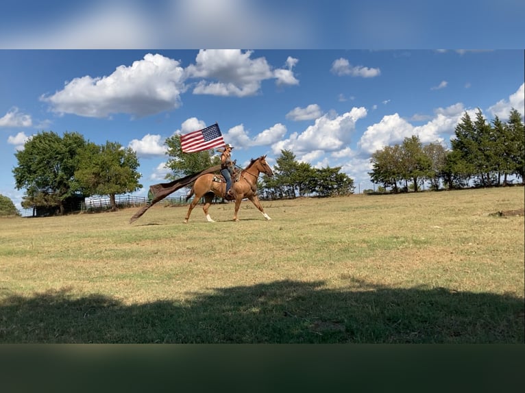 American Quarter Horse Mix Castrone 14 Anni 160 cm Red dun in Cushing, OK