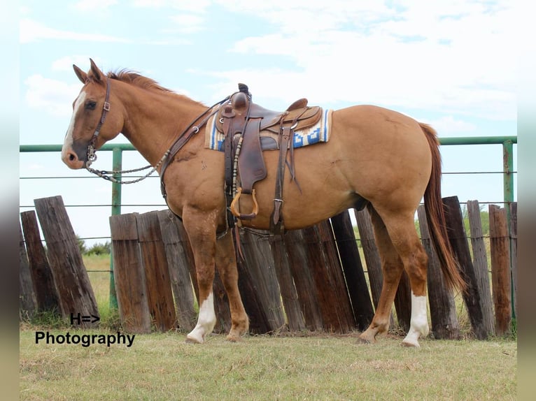 American Quarter Horse Mix Castrone 14 Anni 160 cm Red dun in Cushing, OK