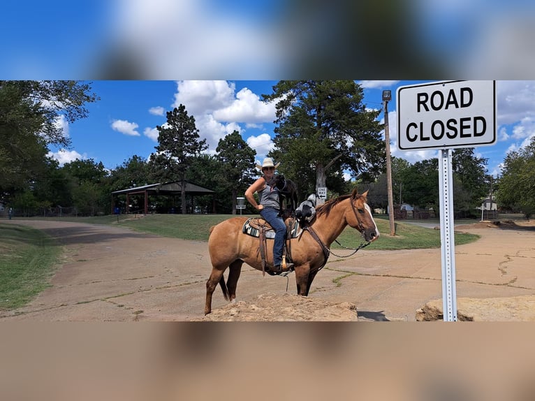 American Quarter Horse Mix Castrone 14 Anni 160 cm Red dun in Cushing, OK