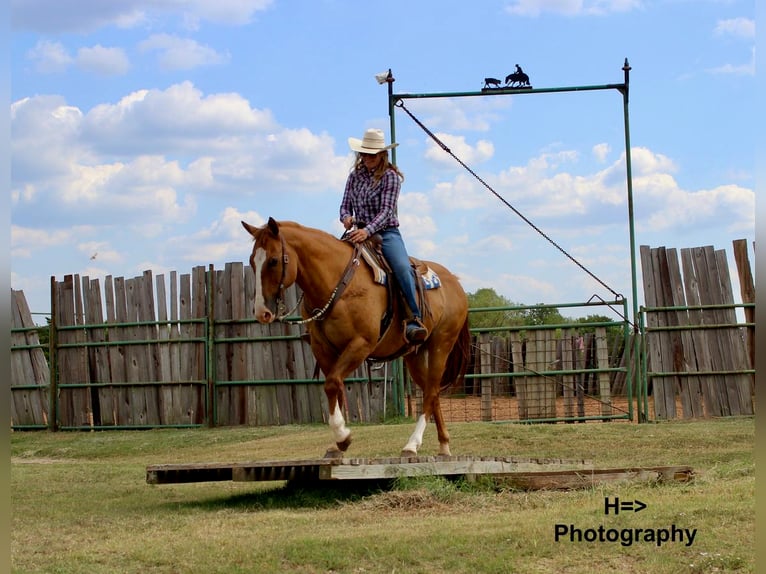 American Quarter Horse Mix Castrone 14 Anni 160 cm Red dun in Cushing, OK