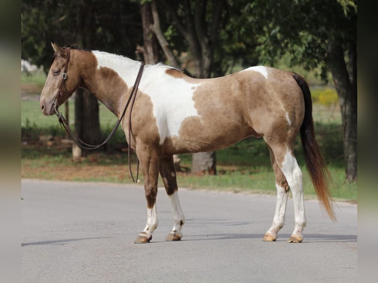 American Quarter Horse Castrone 14 Anni 160 cm Tobiano-tutti i colori in Stephenville TX