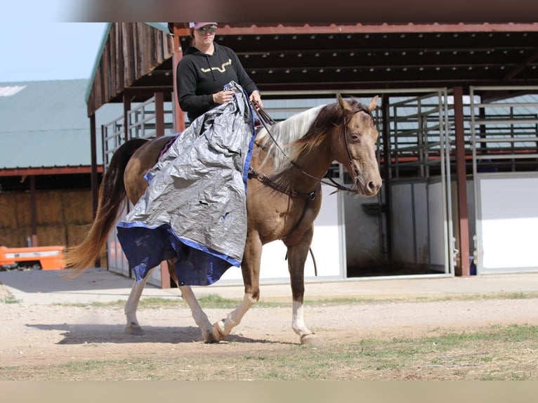 American Quarter Horse Castrone 14 Anni 160 cm Tobiano-tutti i colori in Stephenville TX