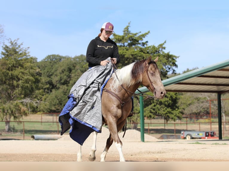 American Quarter Horse Castrone 14 Anni 160 cm Tobiano-tutti i colori in Stephenville TX