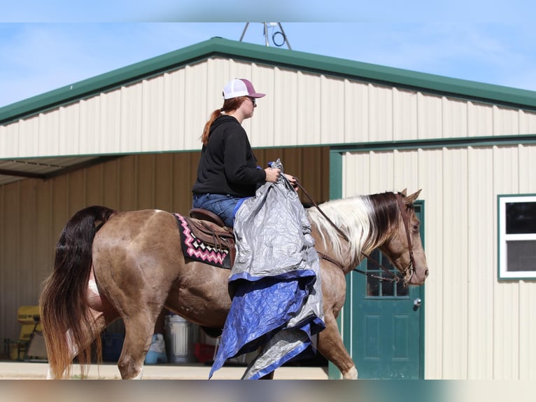 American Quarter Horse Castrone 14 Anni 160 cm Tobiano-tutti i colori in Stephenville TX