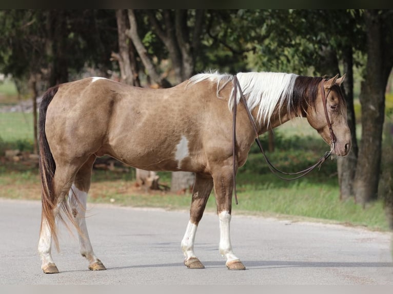 American Quarter Horse Castrone 14 Anni 160 cm Tobiano-tutti i colori in Stephenville TX