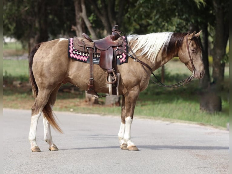 American Quarter Horse Castrone 14 Anni 160 cm Tobiano-tutti i colori in Stephenville TX