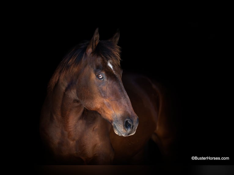 American Quarter Horse Castrone 14 Anni 163 cm Baio ciliegia in Weatherford TX