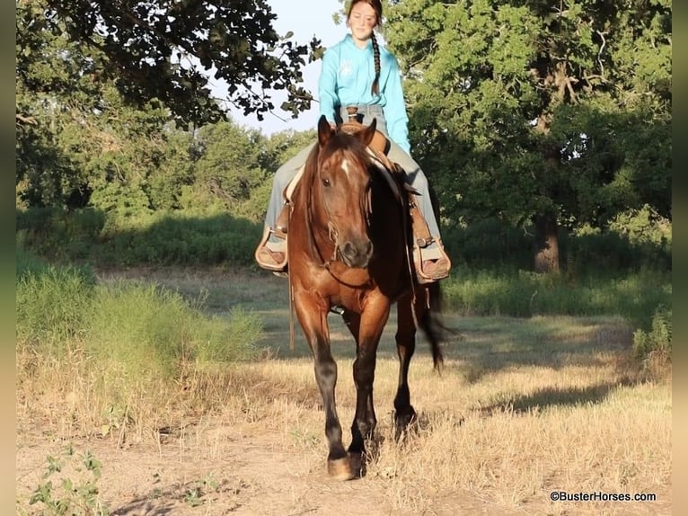 American Quarter Horse Castrone 14 Anni 163 cm Baio ciliegia in Weatherford TX