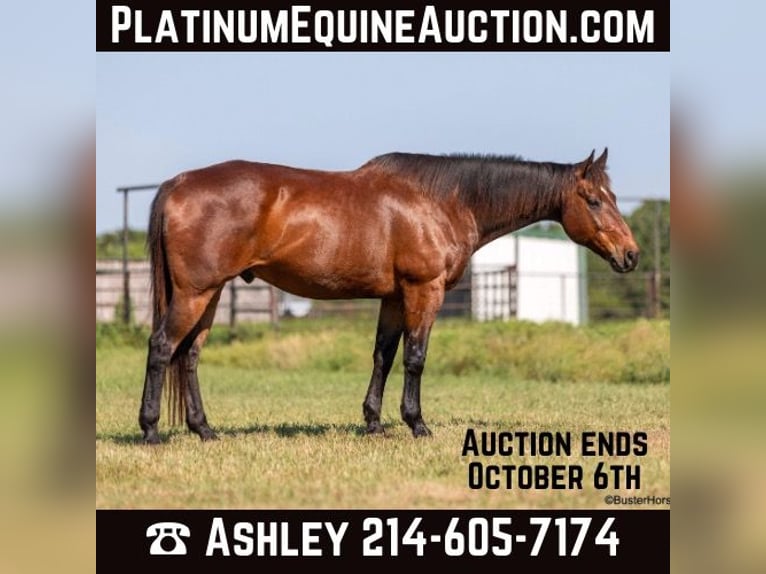 American Quarter Horse Castrone 14 Anni 163 cm Baio ciliegia in Weatherford TX