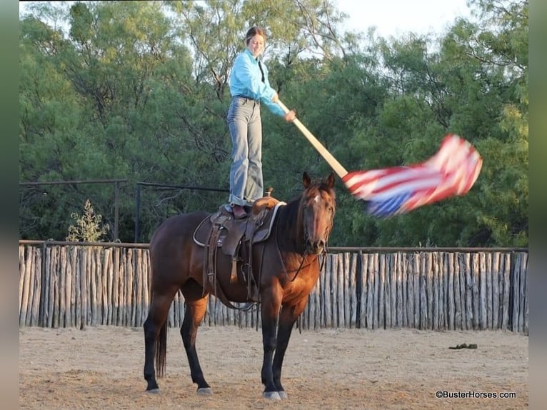 American Quarter Horse Castrone 14 Anni 163 cm Baio ciliegia in Weatherford TX