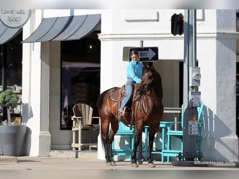 American Quarter Horse Castrone 14 Anni 163 cm Baio ciliegia in Weatherford TX