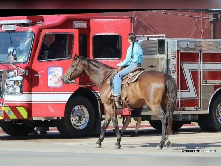 American Quarter Horse Castrone 14 Anni 163 cm Baio ciliegia in Weatherford TX