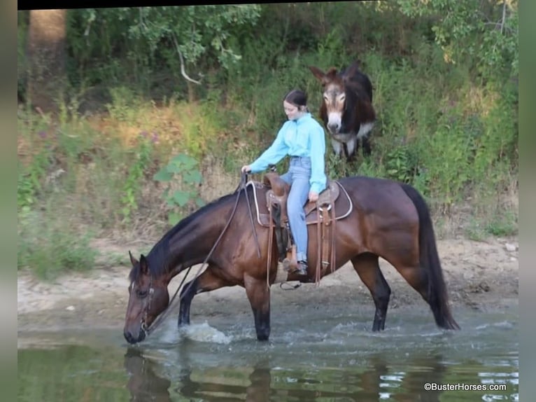 American Quarter Horse Castrone 14 Anni 163 cm Baio ciliegia in Weatherford TX