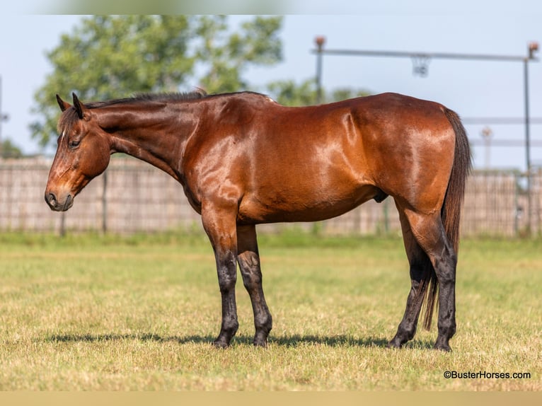 American Quarter Horse Castrone 14 Anni 163 cm Baio ciliegia in Weatherford TX