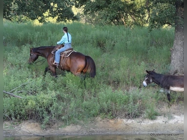 American Quarter Horse Castrone 14 Anni 163 cm Baio ciliegia in Weatherford TX