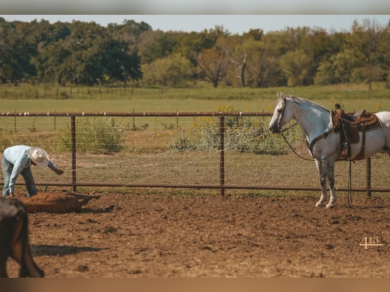 American Quarter Horse Castrone 14 Anni 163 cm Grigio in Granbury, TX