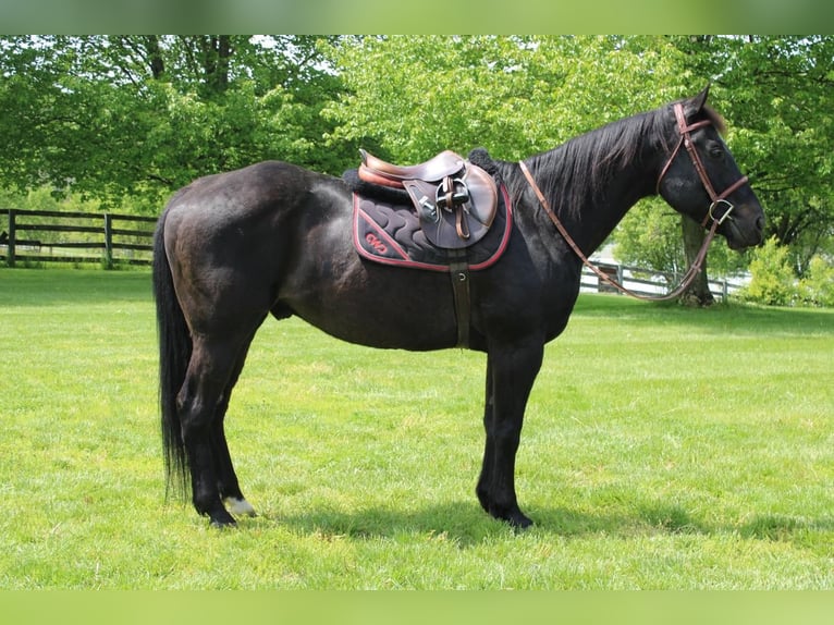 American Quarter Horse Mix Castrone 14 Anni 163 cm Morello in Allentown, NJ