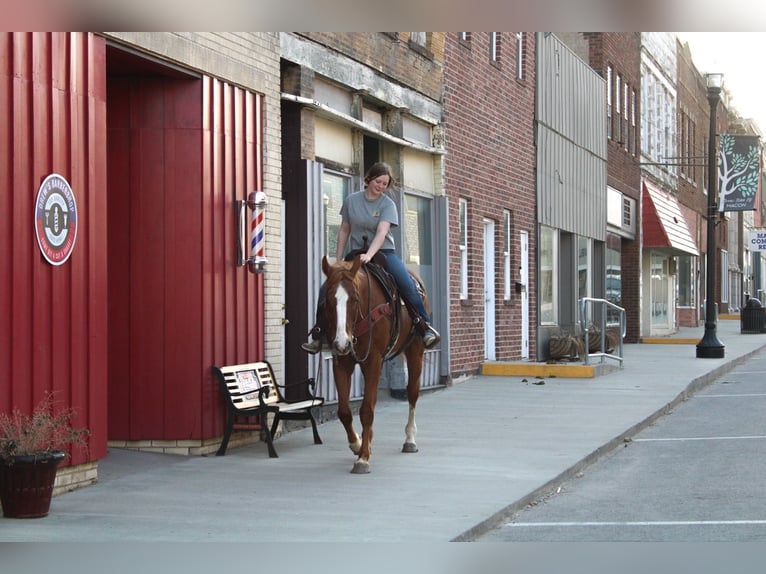 American Quarter Horse Castrone 14 Anni 163 cm Sauro ciliegia in Atlanta