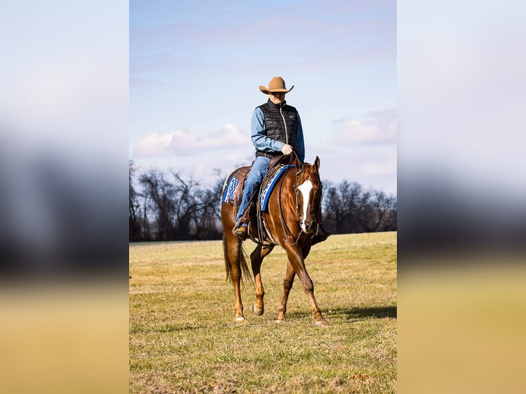 American Quarter Horse Castrone 14 Anni 163 cm Sauro ciliegia in Mountain Grove MO