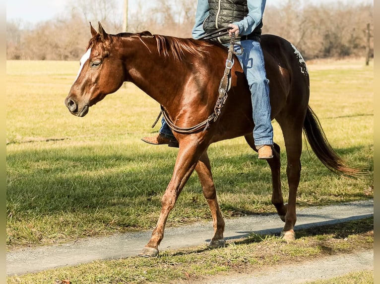 American Quarter Horse Castrone 14 Anni 163 cm Sauro ciliegia in Mountain Grove MO