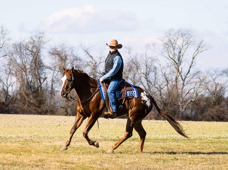 American Quarter Horse Castrone 14 Anni 163 cm Sauro ciliegia in Mountain Grove MO