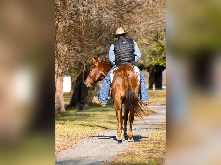 American Quarter Horse Castrone 14 Anni 163 cm Sauro ciliegia in Mountain Grove MO