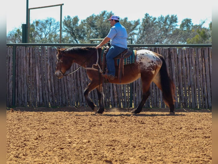 American Quarter Horse Castrone 14 Anni 165 cm Baio ciliegia in Stephenville TX