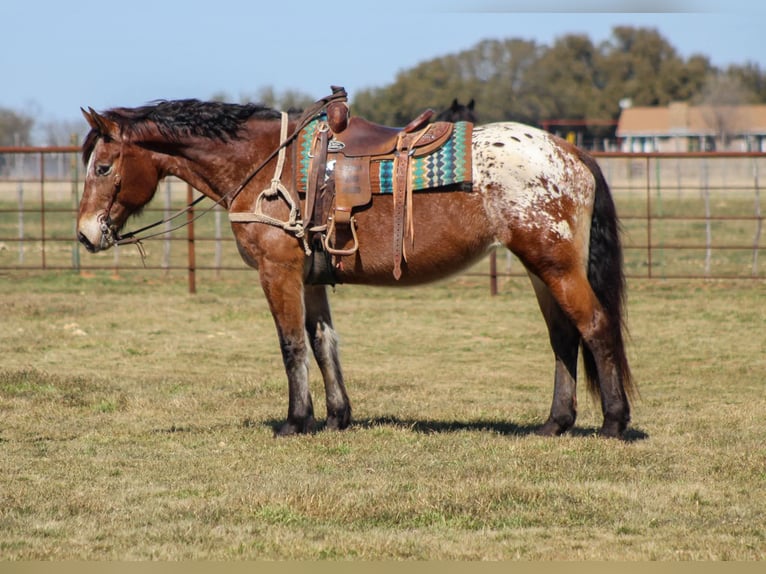 American Quarter Horse Castrone 14 Anni 165 cm Baio ciliegia in Stephenville TX