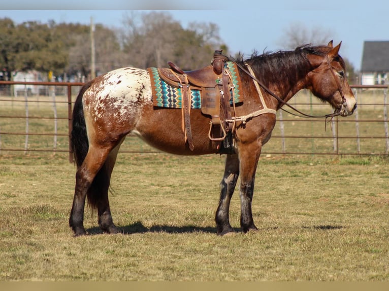 American Quarter Horse Castrone 14 Anni 165 cm Baio ciliegia in Stephenville TX