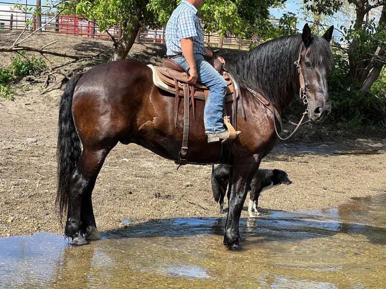 American Quarter Horse Castrone 14 Anni 165 cm Morello in Zearing Iowa