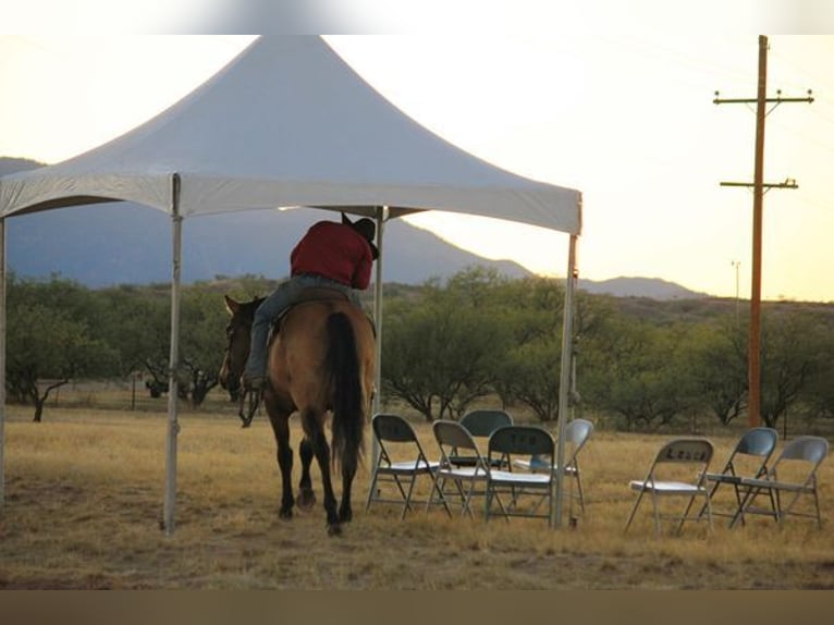 American Quarter Horse Castrone 14 Anni 165 cm in Benson, AZ