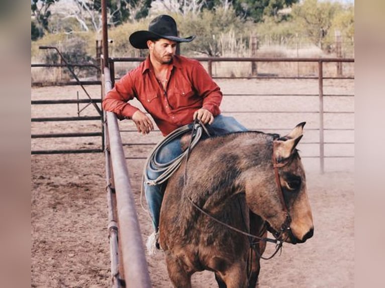 American Quarter Horse Castrone 14 Anni 165 cm Pelle di daino in Benson, AZ