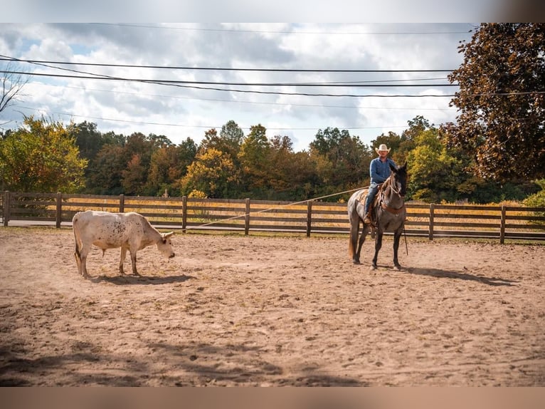 American Quarter Horse Castrone 14 Anni 165 cm Roano blu in Middletown OH