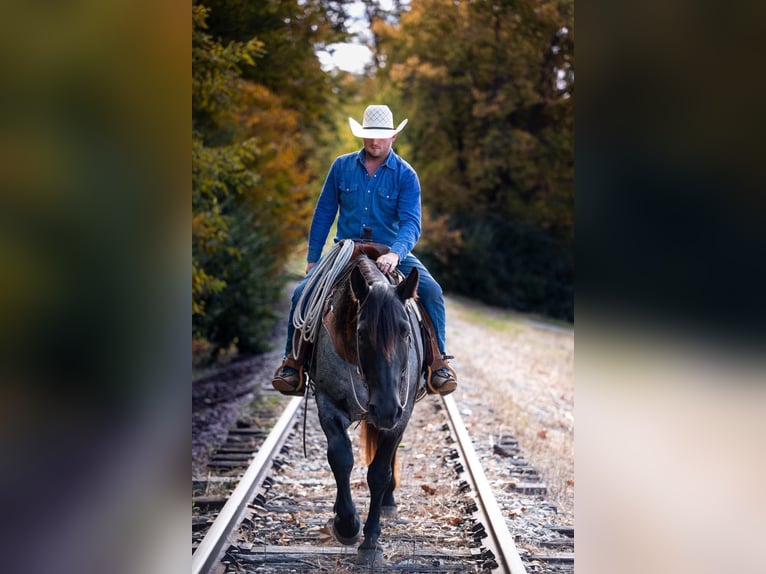 American Quarter Horse Castrone 14 Anni 165 cm Roano blu in Middletown OH